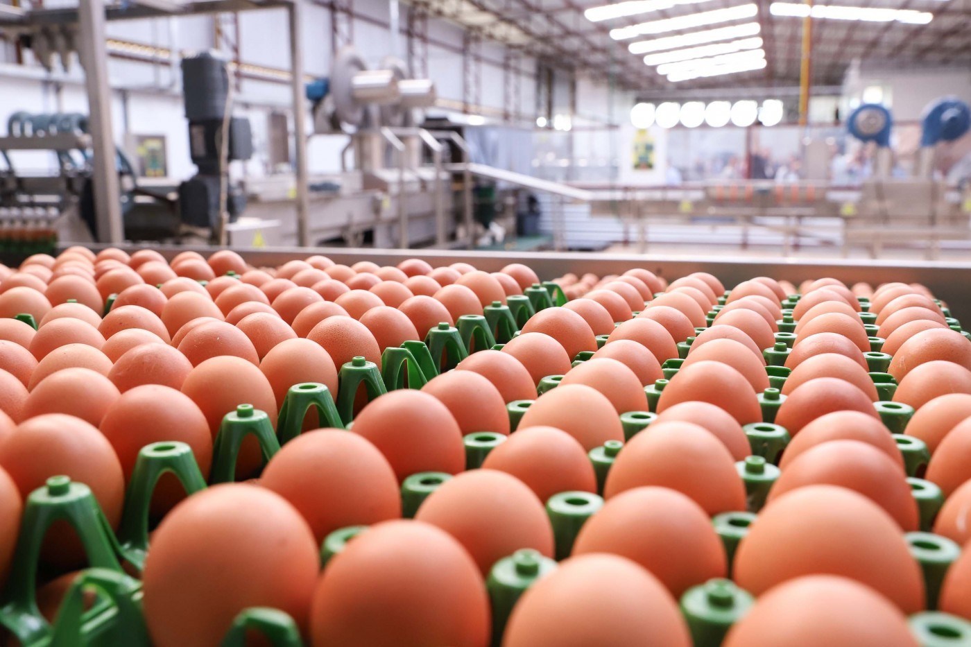 Granjas investem em ovos vitaminados