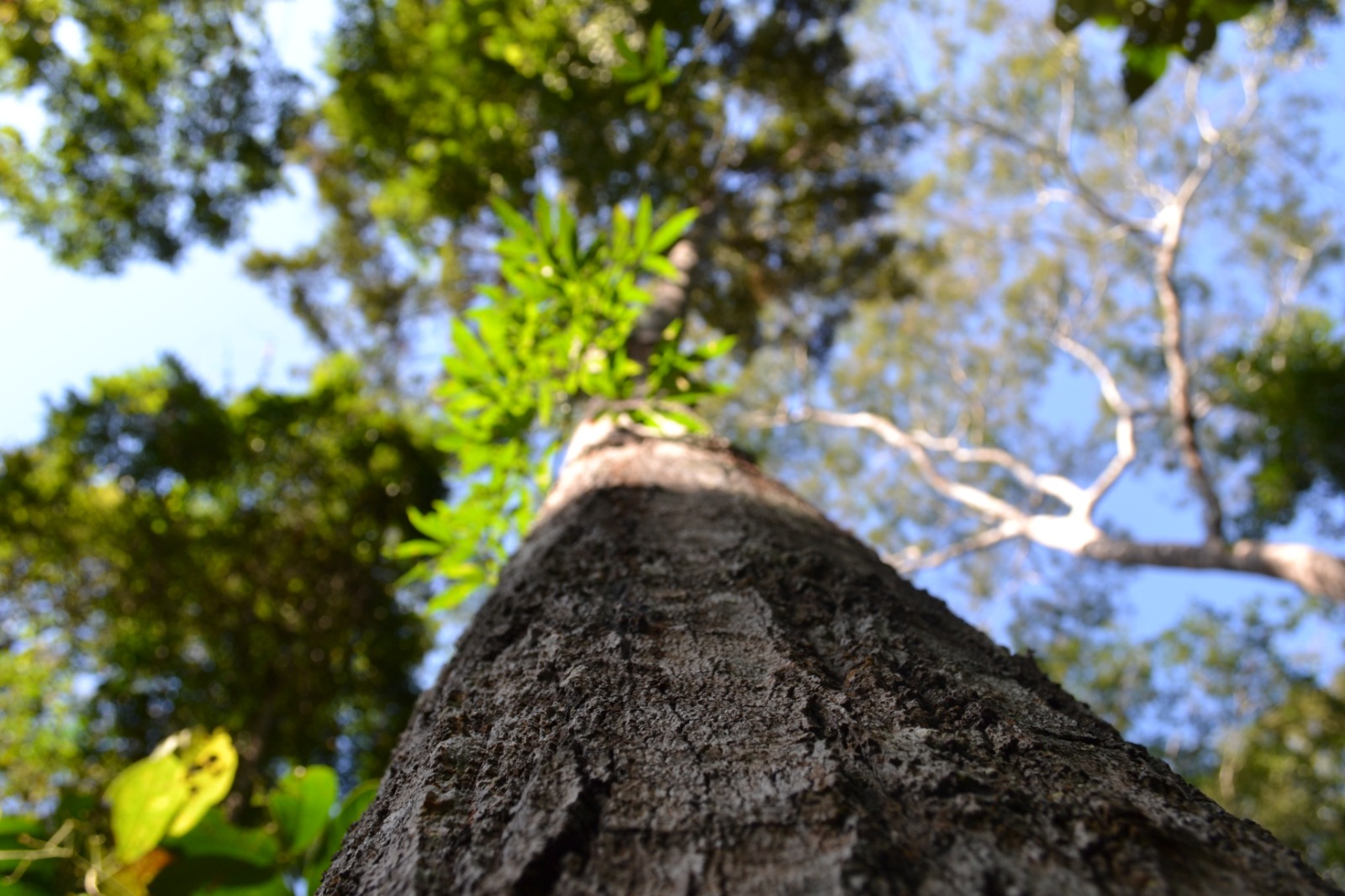 Mata Atlântica: em busca da salvação