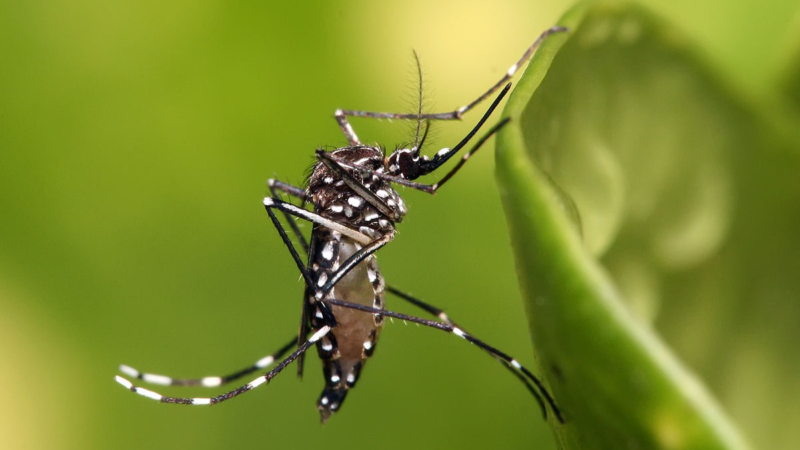 Entenda a nova epidemia de mosquitos em Roraima