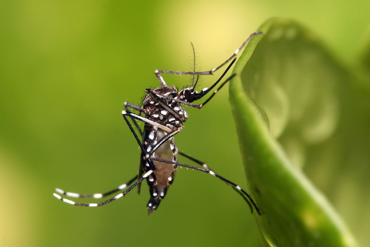 Entenda a nova epidemia de mosquitos em Roraima