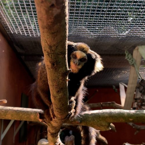 Sagui-da-serra-escuro: uma espécie rara renasce na Mata Atlântica